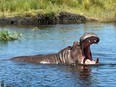 A close-up of a hippo's open mouth illustrates why keeping a safe distance is highly recommended. While they are vegetarians, they are also extremely territorial and dangerous. The waters of Zimbabwe's Lake Kariba are said to be "infested" with hippos. ROBIN ROBINSON PHOTO