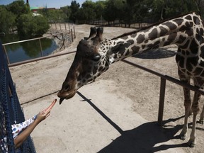 A child offers a carrot to Benito the giraffe at the city run Central Park, in Ciudad Juarez, Mexico, Tuesday, June 13, 2023.