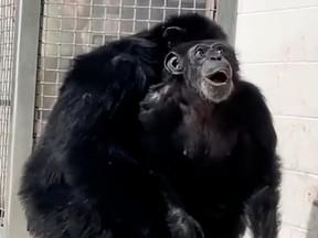 Chimpanzee smiles as it looks up
