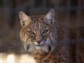 In this file photo, a rescued bobcat waits to be fed