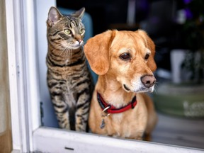 Toronto Humane Society has come out with some practical tips to ensure the safety of household pets.
