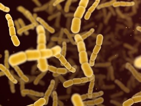 Streptococcus Pneumoniae Bacteria