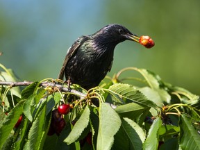 European Starling feeding in a cherry tree