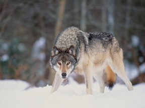 Grey wolf (Canis lupus) standing in snow-covered landscape, Canada