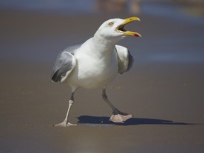 A squawking seagull walks on a beach.