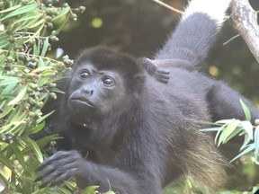 A howler monkey is shown from the vantage of a camera lense near Hotel Punta Islita. SHERRY SNOW PHOTO