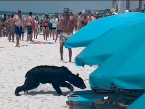 A bear runs past beachgoers.