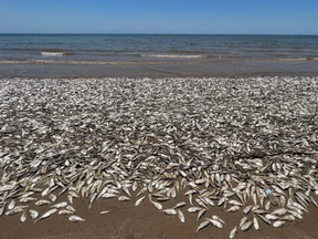 Dead fish on a beach in Brazoria County, Texas.
