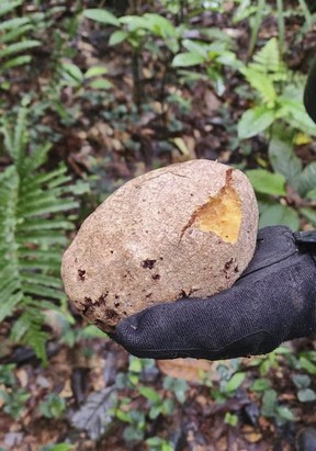 eaten fruit found in the forest in Colombia