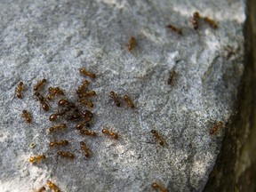 Fire ants are pictured in a file photo
