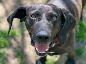 Forrest -- a five-year-old male hound who in April was transferred to the Toronto Humane Society (THS) from Tennessee -- is looking for a forever home.