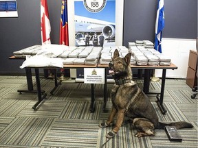 A Montreal police dog helped the RCMP in Quebec find cocaine hidden in food display counters. The investigation is ongoing.