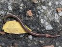 Hammerhead worm - Figure 3