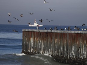 Birds perch on barriers separating Mexico and the United States, where the border meets the Pacific Ocean, in Tijuana, Mexico, Nov. 17, 2018. When hundreds of birds were found dead along Mexico's Pacific coast in early 2023, experts immediately suspected avian flu. But the government said Thursday, June 15, 2023, that the warming Pacific ocean currents associated with El Niño, not bird flu, were responsible for the mass die-off.