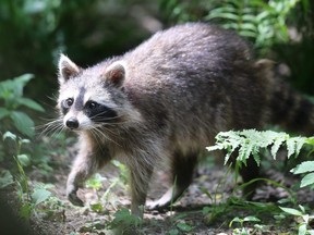 A raccoon saunters about in a park.