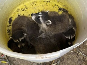 An abandoned litter of racoons