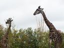The Masai giraffes are photographed at the Toronto Zoo on Oct. 5, 2021. This week, for the first time in its history, the zoo's animals were under serious threat from smoky skies.