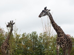The Masai giraffes at the Toronto Zoo.