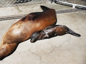 A weeks-old sea lion pup rests near its sickened mother