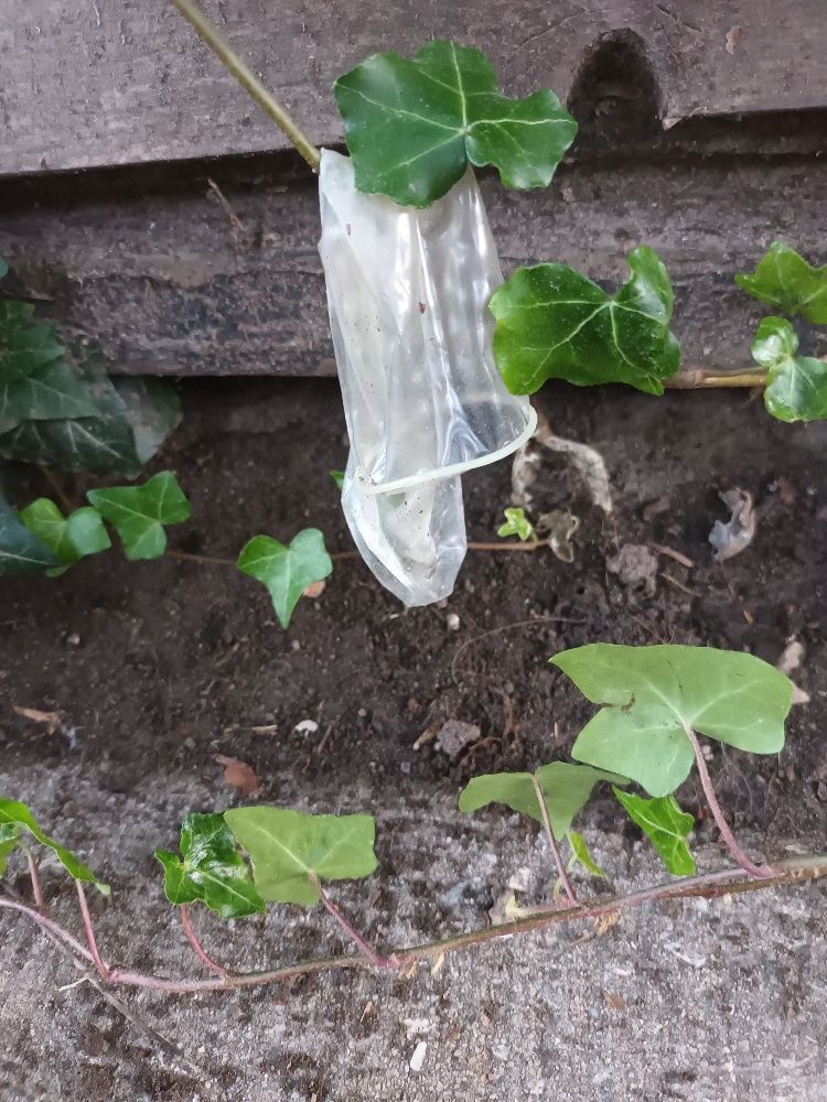 A used condom discarded by users of one of the coty's so-called harm reduction sites. A common sight for neighbours of the facilities.