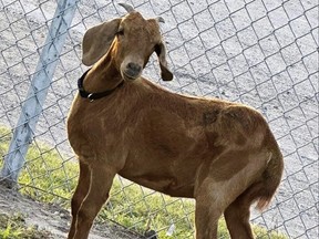 This photo provided by the Willacy County Livestock Show and Fair shows a rodeo goat named Willy, who went missing on July 15, 2023, in a rural South Texas county.