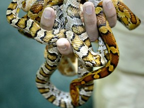 A handful of Corn Snakes.