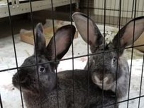 Bunderful and Bunstoppable, two-year-old female bonded American rabbits, are looking for their Forever Home from the Toronto Humane Society.