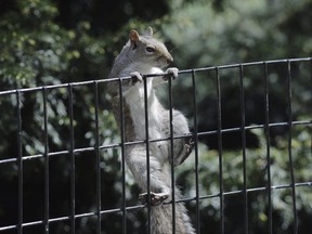 A squirrel climbs a fence in Central Park, May 2, 2020, in New York. New York could ban contests that involve killing coyotes, squirrels and some other wildlife species for cash prizes.