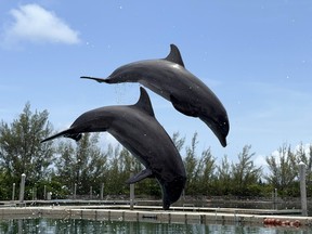 Nina and Sandy, two Atlantic bottlenose dolphins, leap into the air at the Dolphin Experience at Sanctuary Bay. (EDDIE CHAU/Toronto Sun)