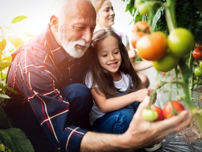 Grandfather growing vegetables with grandchildren