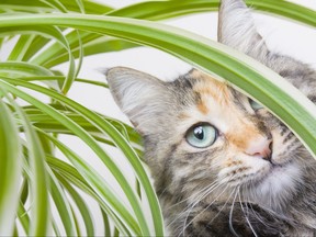 Cat sits among leaves of a houseplant.