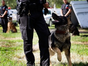 In this file photo, a K-9 keeps an eye on his City of Miami police department partner during the graduation ceremony of the Canine (K-9) Academy Oct. 17, 2007 in Miami, Fla.