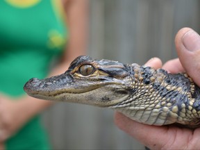 Baby alligator