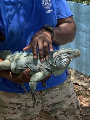 The Blue Iquana is an endangered species native to the island. Efforts are underway to repopulate the island and save the species.