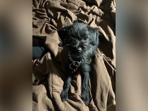 A six-month old black female miniature pinscher-shih tzu cross named Little Bit is missing after a June 27, 2023, home invasion and assault, say Surrey RCMP.