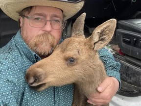 Mark Skage poses with a baby moose after saving it from a nearby black bear.