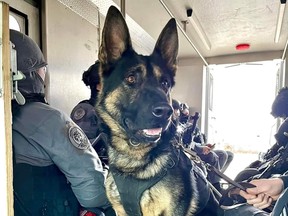 الشرطة في تورنتو K9 Bingo