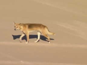 In this aerial image made from video, a dingo walks on beach on K'gari, formerly known as Fraser Island, Australia, Monday, July 17, 2023.