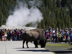 A bison walks past people watching the eruption of Old Faithful Geyser in Yellowstone National Park, which has been closed for more than a week, on June 22, 2022 in Yellowstone National Park