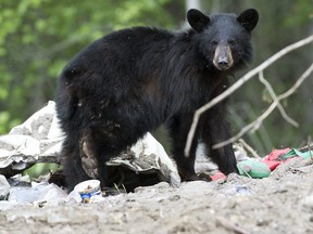 In this file photo taken on June 1, 2016, a black bear forages for food on the Fort McMurray First Nation Reserve in Alberta.