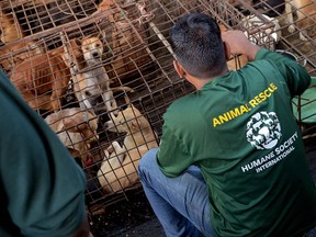 Activists look at dogs at a slaughterhouse