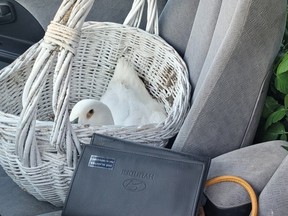 A duck in a basket was found riding in the passenger seat