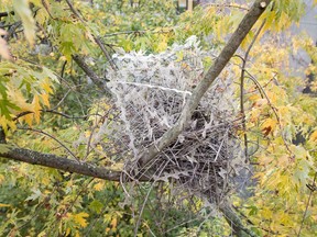 A magpie nest in Antwerp, Belgium.