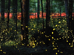Foot traffic accompanies air traffic, as human visitors carrying red flashlights walk the Little River Trail to observe synchronous fireflies