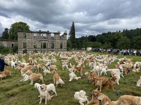 A sea of golden retrievers congregated at the birthplace of the breed's first litter in the Scottish Highlands. The first golden retrievers were born in 1868.