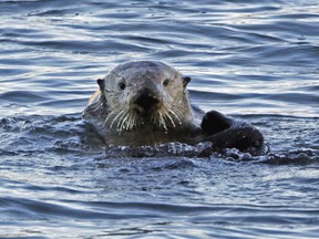 This Jan. 15, 2010, file photo shows a sea otter in Morro Bay, Calif.