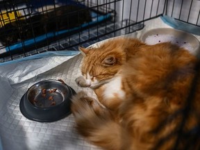 Cats inside a cage as they remain in quarantine after being evacuated from Ukraine at the Ada Foundation animal clinic on March 6, 2022 in Przemysl, Poland.