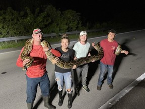 Jake Waleri, Isabella Dorobanti, Andrew Sokolowski and Joe Sewell pose with the 19-foot Burmese python they caught
