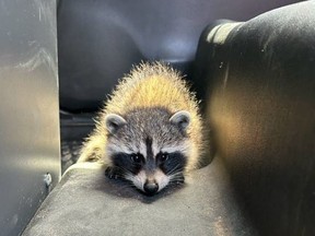 Police in Huntsville arrested a man suspected of impaired driving and found a baby raccoon in the vehicle.