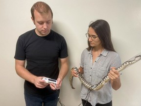 Chelsea Martin, right, and biology student Ben Streit monitored rattlesnakes' responses to stress with heart monitors.